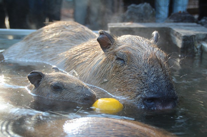 温泉に入るカピバラたち そのすぐ脇で 足湯を体験 おでかけ