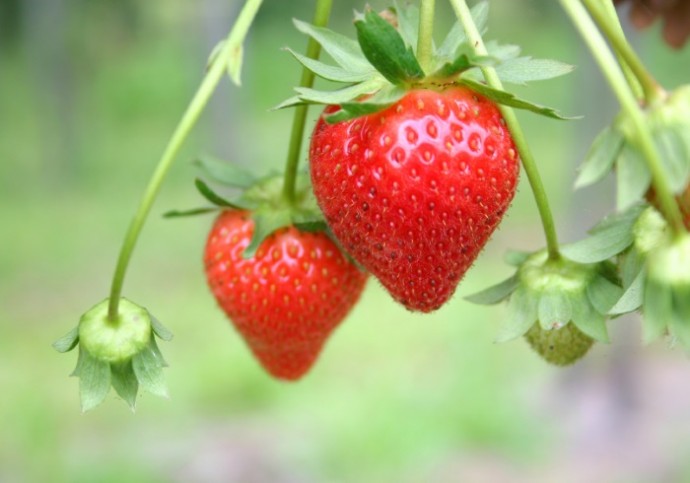 odekake_strawberry_1