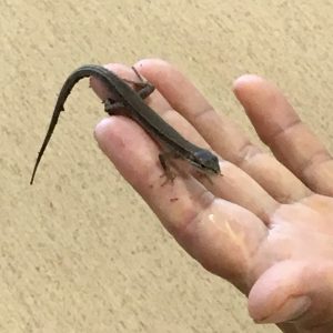web_karuizawa2