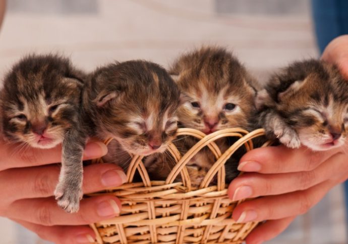 Cute newborn kittens asleep on the human's hands close-up