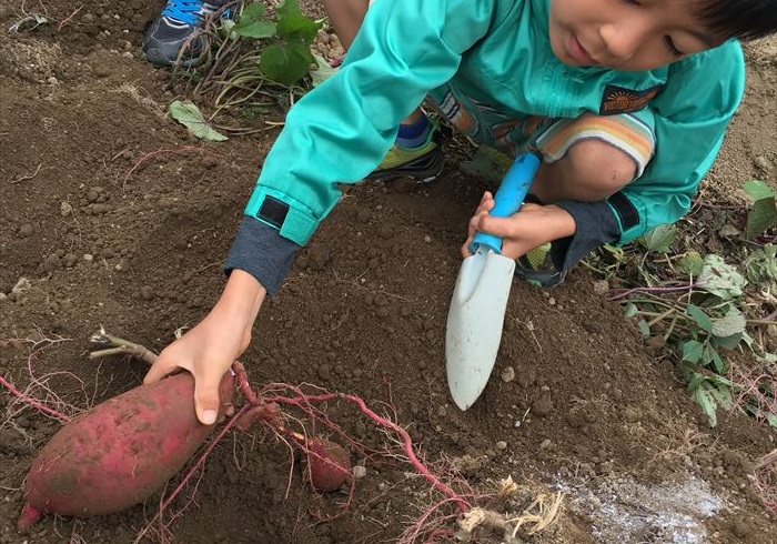 上手に収穫するためのコツは イモ掘りしてみてわかったこと おでかけニュース レポート トピックス Hanako ママ Web