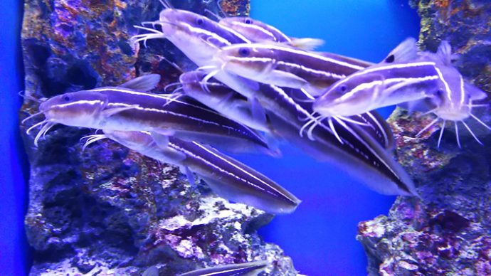 最近のお気に入り。狭い穴にみんなでひしめき合っている、、、えっと魚の名前忘れました。キキに聞こう。