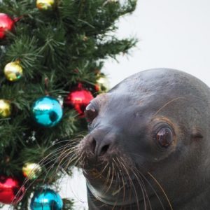 <span>おでかけニュース【スペシャル】</span> イルカにタッチもできる！ 水族館のクリスマス