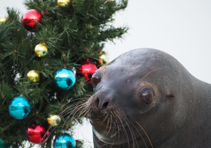 イルカにタッチもできる 水族館のクリスマス おでかけニュース スペシャル トピックス Hanako ママ Web