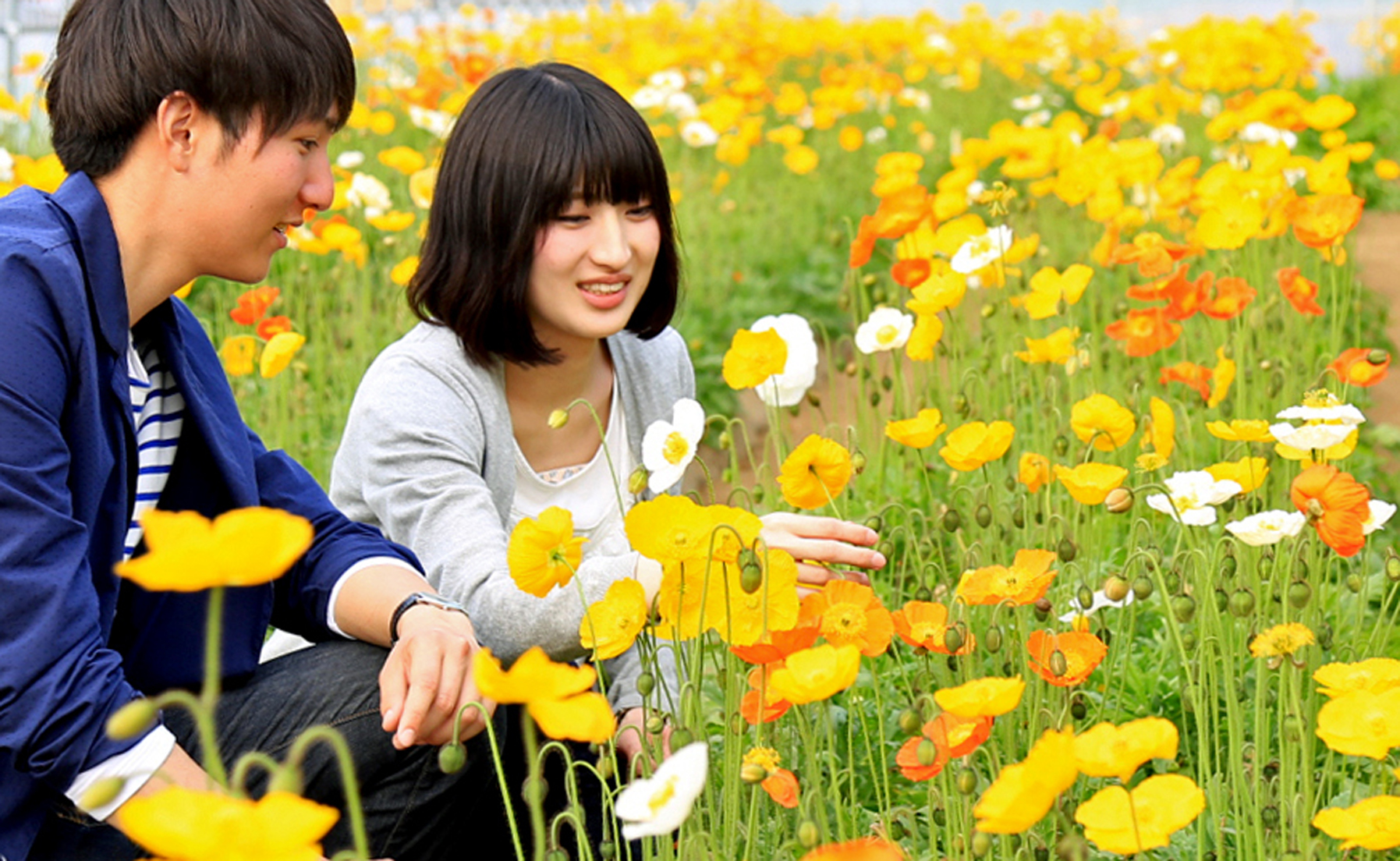 親子で花摘みが楽しめる ポピーの花畑 お花畑特集 千葉 おでかけニュース スペシャル トピックス Hanako ママ Web