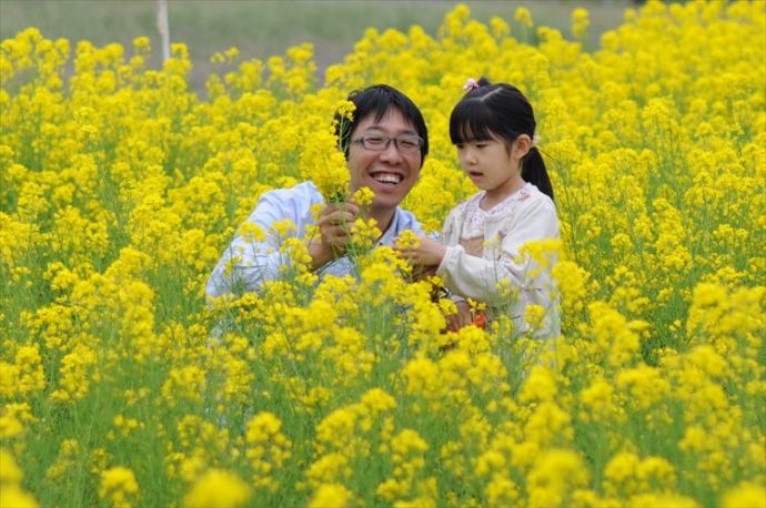 菜の花摘み_R