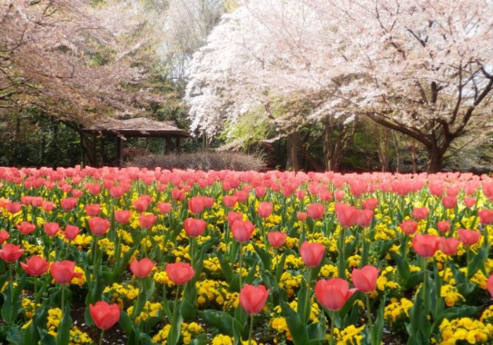 小さな子どもも大好きな、チューリップと桜が同時に楽しめるスポット【お花畑特集・埼玉】