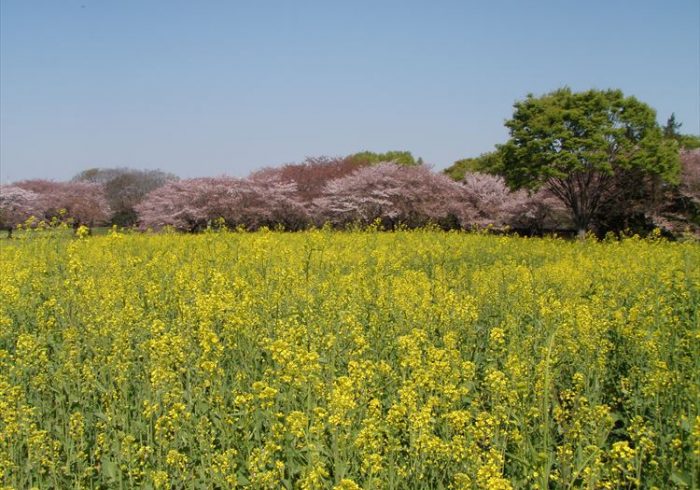 満開の桜と菜の花。春のピクニックに行きたい公園【お花畑特集・東京】