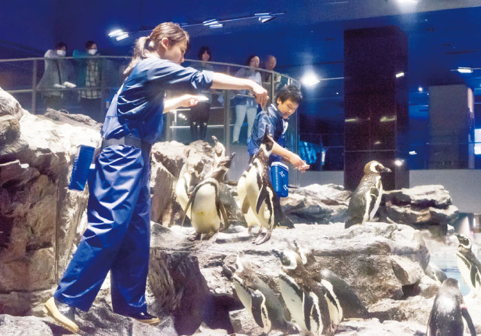 水族館のごはんの時間。餌付けショーいろいろ