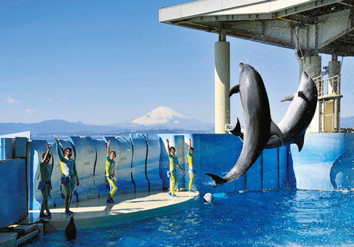 最新ニュースをお届け! 親子で行きたい水族館5【神奈川・千葉】