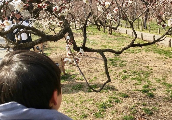 偕楽園、臨時駅と梅の花と早春の絵本。息子と梅のお花見