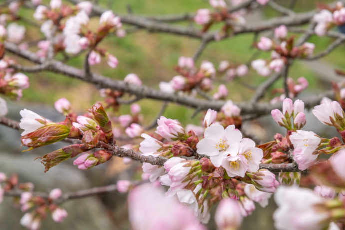 桜の花 / 爽やかな春のイメージ