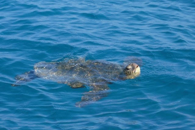 プラスチック 問題 海洋