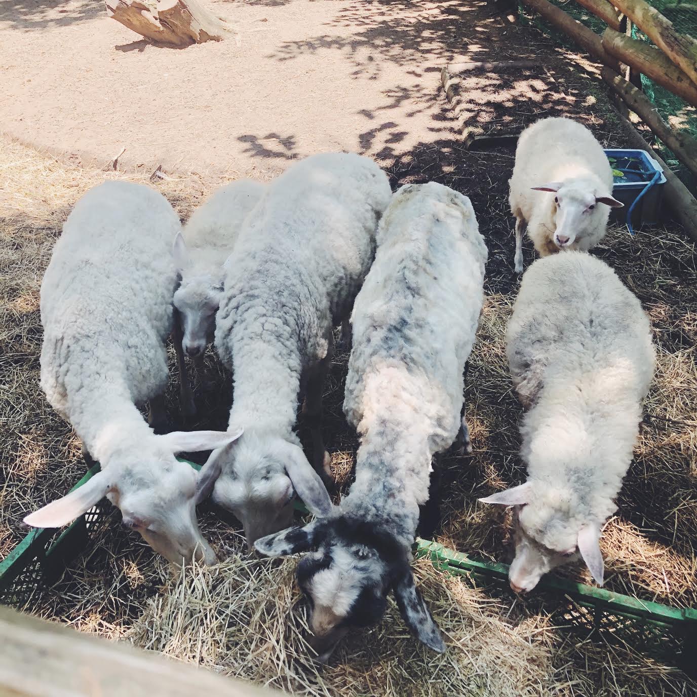 羊の毛ってどうやって刈るの 知っておきたいミュールジング 親子ではじめる エシカル暮らし 13 Sdgs Hanako ママ Web