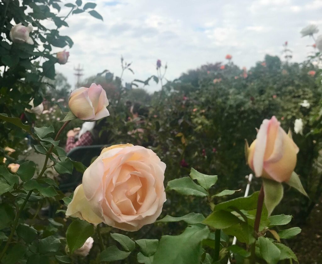 国内最大級のバラ園 京成バラ園にいってきました お出かけ Hanako ママ Web