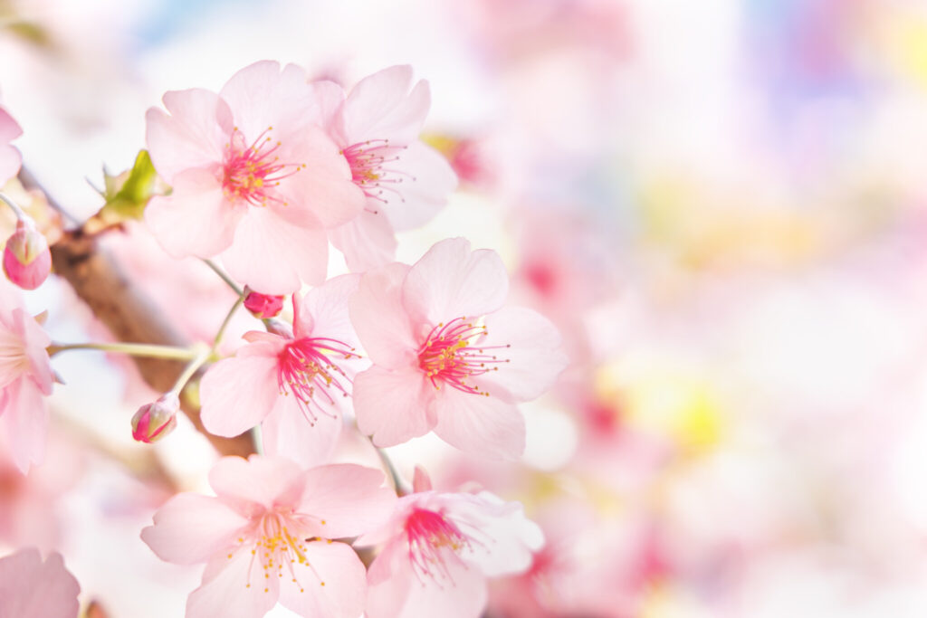 河西ケイトが教えます ４月から保育園 入園説明会 親子面談 慣らし保育に向けて準備したいこと ラン活 入学準備 Hanako ママ Web