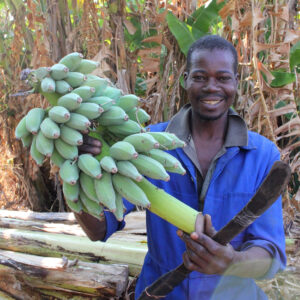 人気急騰！ ザンビアのオーガニックバナナから生まれた「バナナペーパー」【マイエシカルでいこう。　13】
